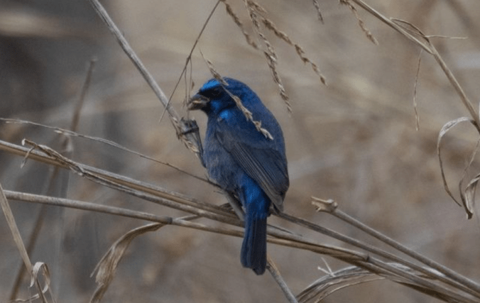 Blue Bunting by Richard Kostecke - Organikos