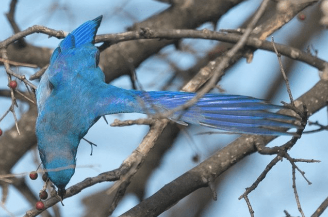 Mountain Bluebird by Richard Kostecke - Organikos