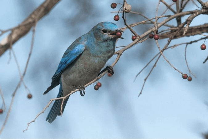 Mountain Bluebird by Richard Kostecke - Organikos