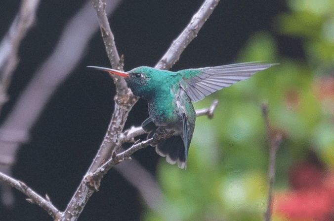 Broad-billed Hummingbird by Richard Kostecke - Organikos