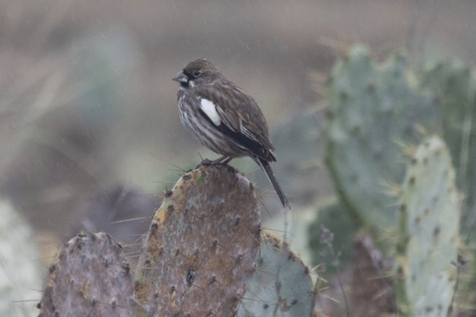 Lark Bunting by Richard Kostecke - Organikos