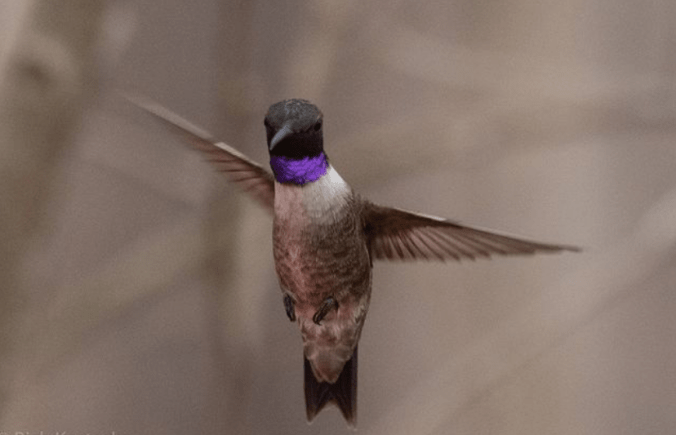 Lucifer Hummingbird by Richard Kostecke - Organikos
