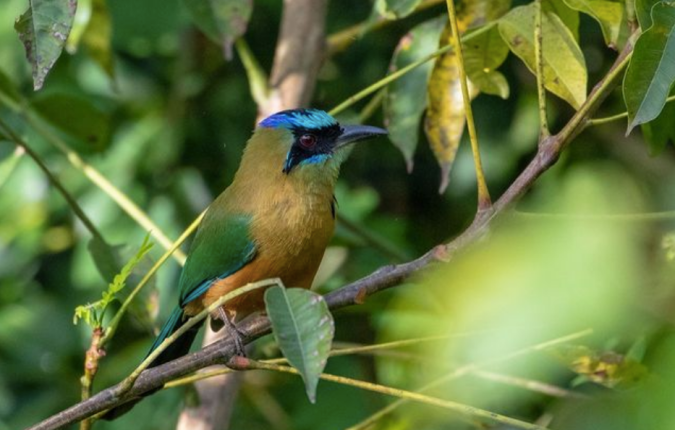 Whooping Motmot by Richard Kostecki - Organikos