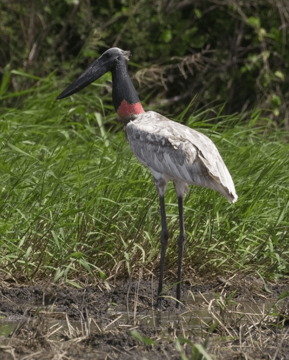 Jabiru Stork by Richard Kostecke- Organikos