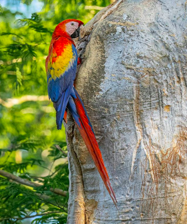 Scarlet Macaw by Daniel Aldana - Organikos
