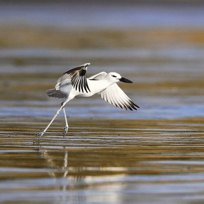 Crab Plover by Gururaj Moorching - Organikos