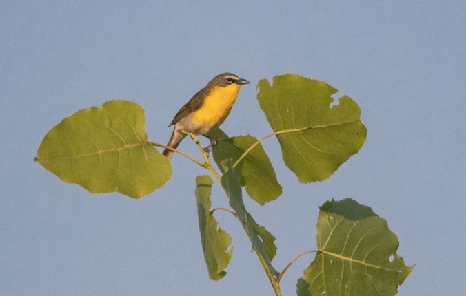 Yellow-breasted Chat by Richard Kostecke - Organikos