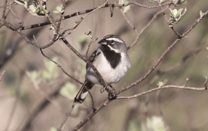 Black-throated Sparrow by Richard Kostecke - Organikos