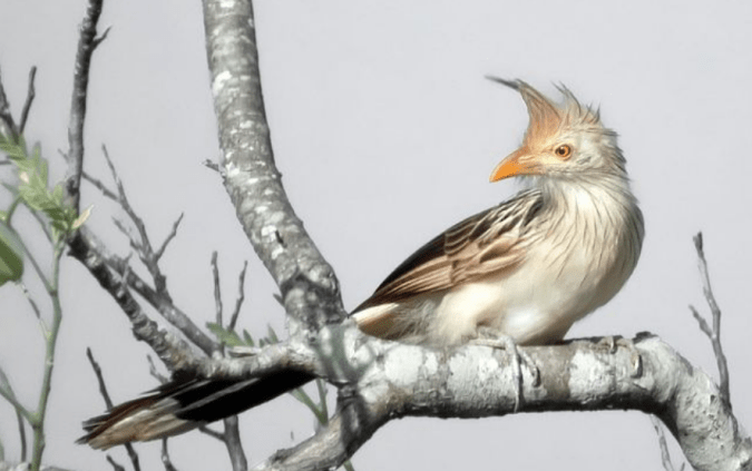 Guira Cuckoo by Hugo Santa Cruz - Organikos