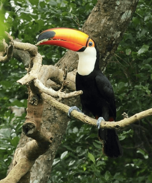 Toco Toucan by Hugo Santa Cruz - Organikos