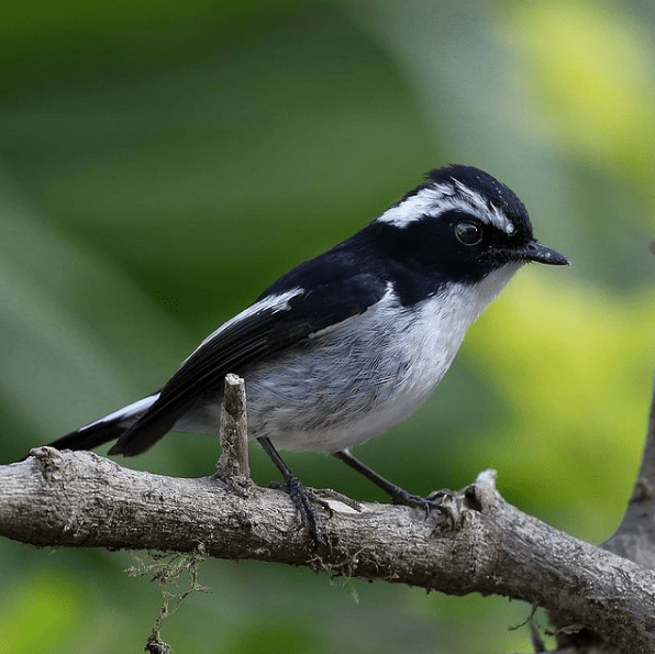 Little Pied Flycatcher by Gururaj Moorching - Organikos