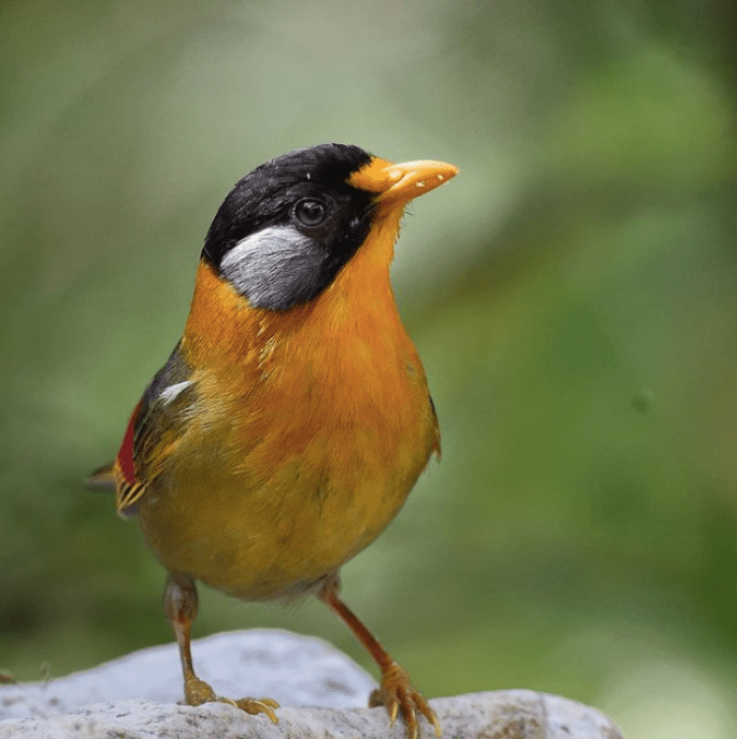 Silver-eared Mesia by Gururaj Moorching - Organikos