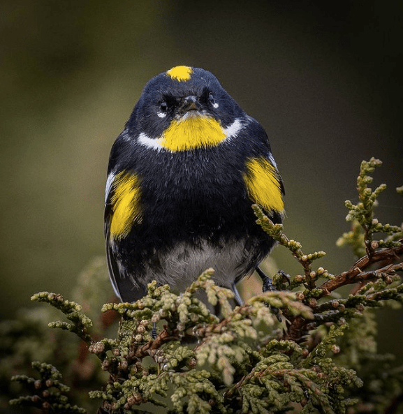Goldman's Warbler by Daniel Aldana - Organikos