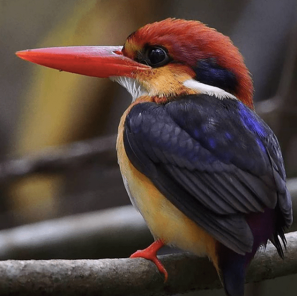 Oriental Dwarf Kingfisher by Gururaj Moorching - Organikos