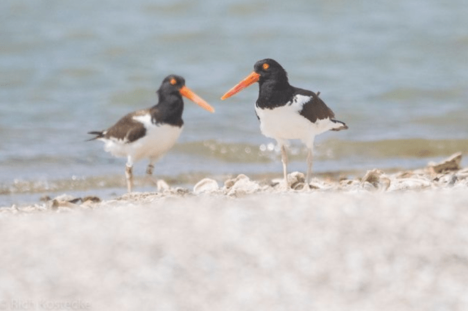 American Oystercatchers by Richard Kostecke - Organikos