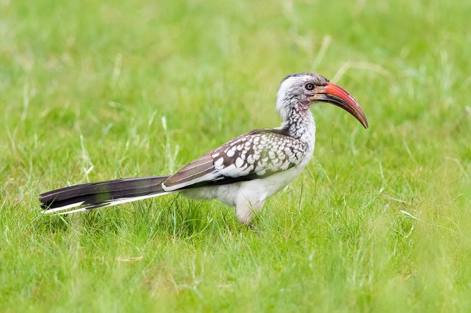 Southern Red-billed Hornbill by Leander Khil - Organikos