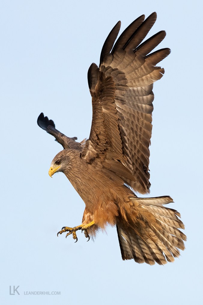 Yellow-billed Kite by Leander Khil - Organikos