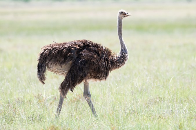 Common Ostrich by Leander Khil - Organikos