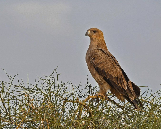 Tawny Eagle by Puneet Dhar - Organikos