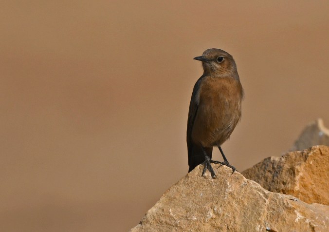 Brown Rockchat by Puneet Dhar - Organikos
