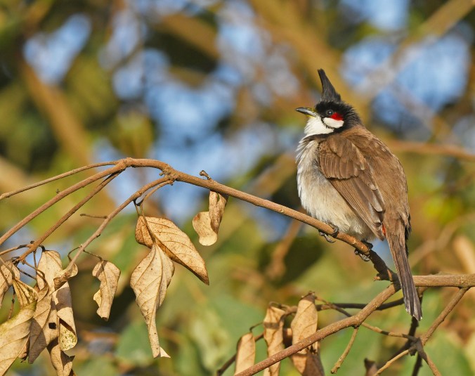 Red-whiskered Bulbul by Puneet Dhar - Organikos