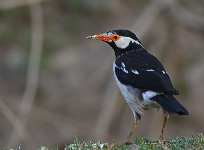 Asian Pied Starling by Puneet Dhar - Organikos