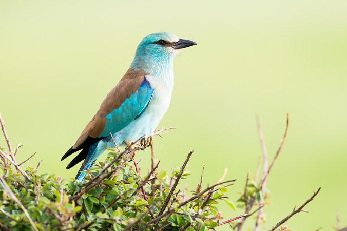 European Roller by Leander Khil - Organikos