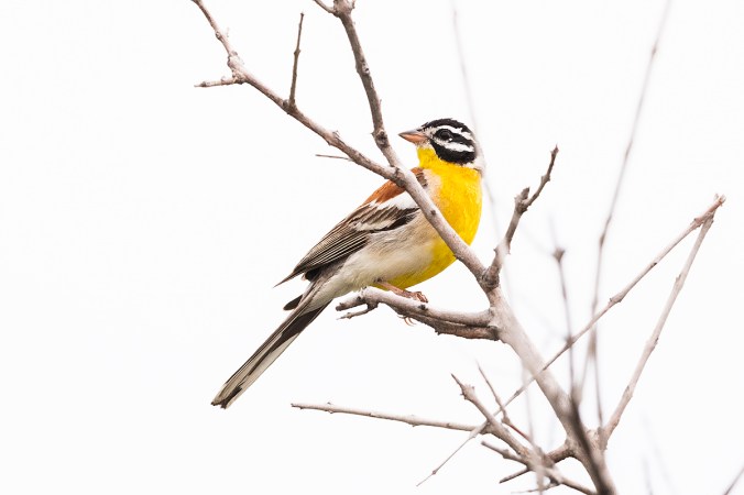 Golden-breasted Bunting by Leander Khil - Organikos