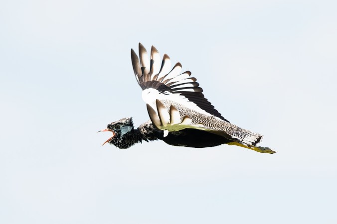 Northern Black Korhaan by Leander Khil - Organikos