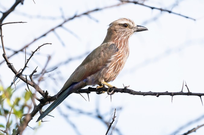 Purple Roller by Leander Khil - Organikos