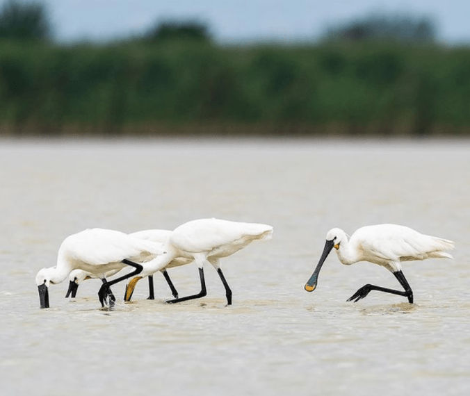 Spoonbills by Leander Khil - Organikos