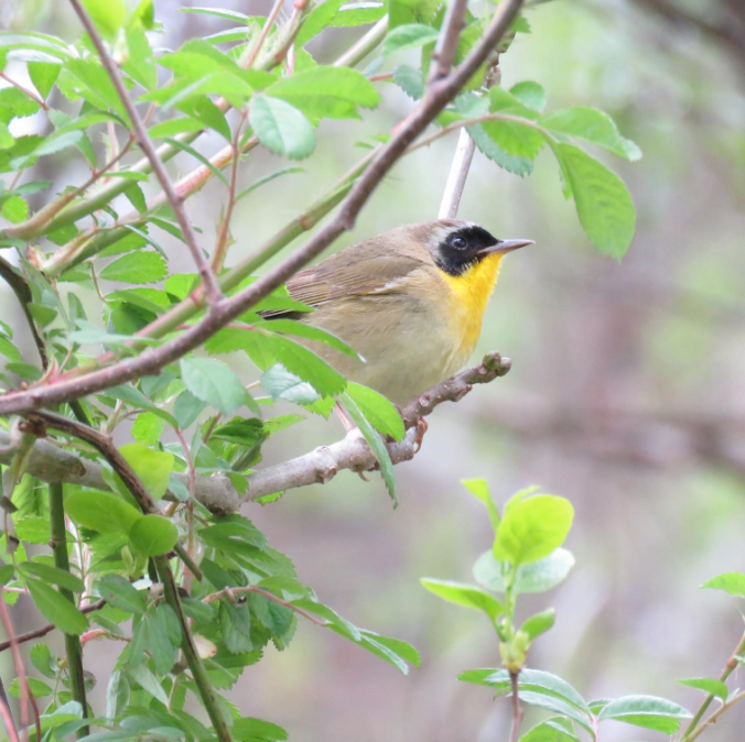 Common Yellowthroat by Seth Inman - Organikos