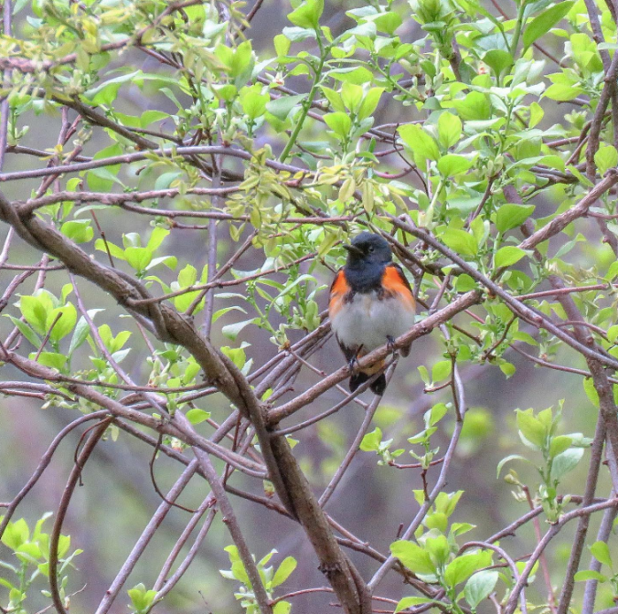 American Redstart by Seth Inman - Organikos