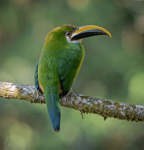 Northern Emerald Toucanet by Daniel Aldana - Organikos