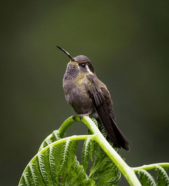 Amethyst-throated Hummingbird by Daniel Aldana - Organikos