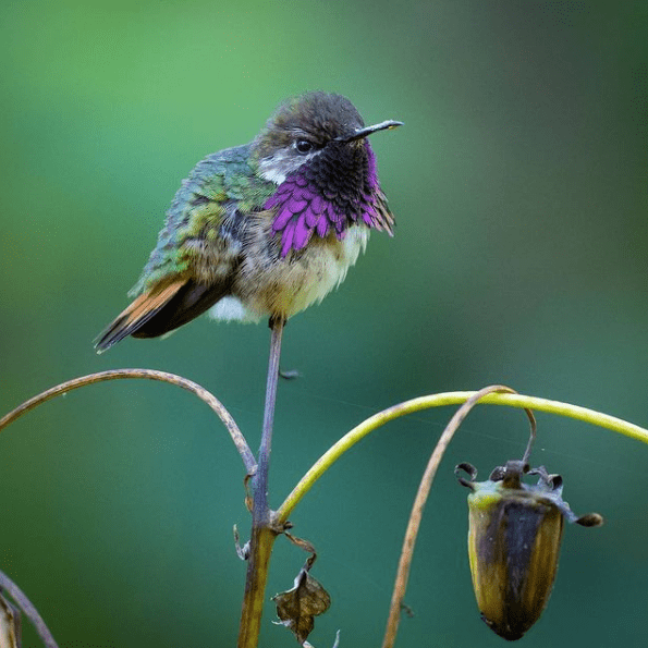 Wine-throated Hummingbird  by Daniel Aldana - Organikos