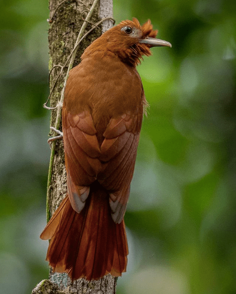 Ruddy Woodcreeper by Daniel Aldana - Organikos