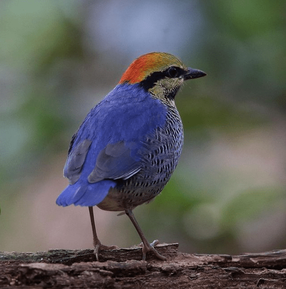 Blue Pitta by Gururaj Moorching - Organikos
