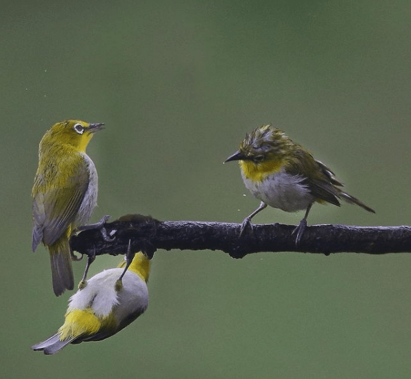 Oriental White-eye by Gururaj Moorching - Organikos