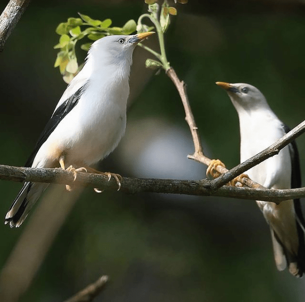 White-headed Starling by Gururaj Moorching - Organikos