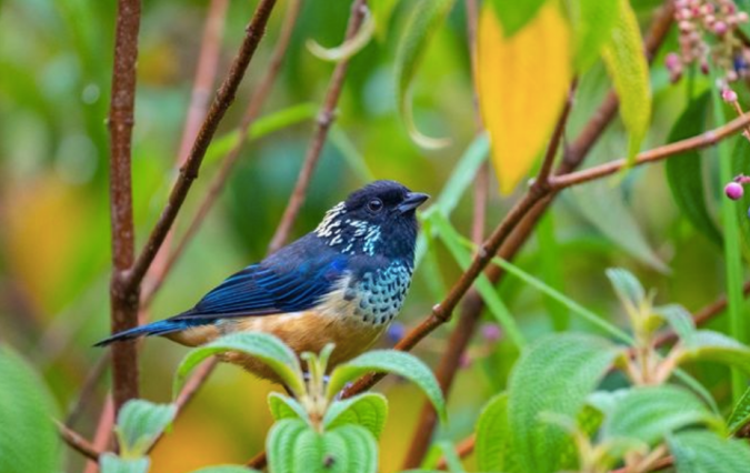 Spangle-cheeked Tanager by Richard Kostecke - Organikos