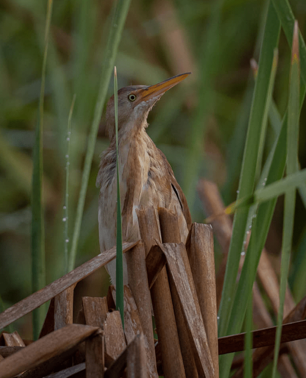 Least Bittern by Daniel Aldana - Organikos