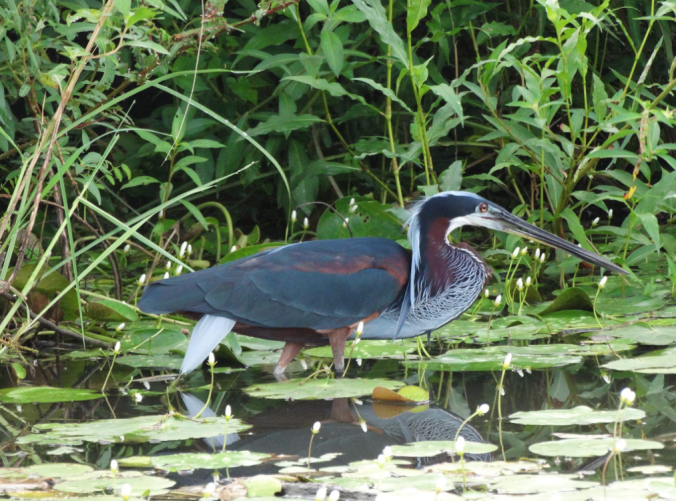Agami Heron by Daniel Aldana - Organikos