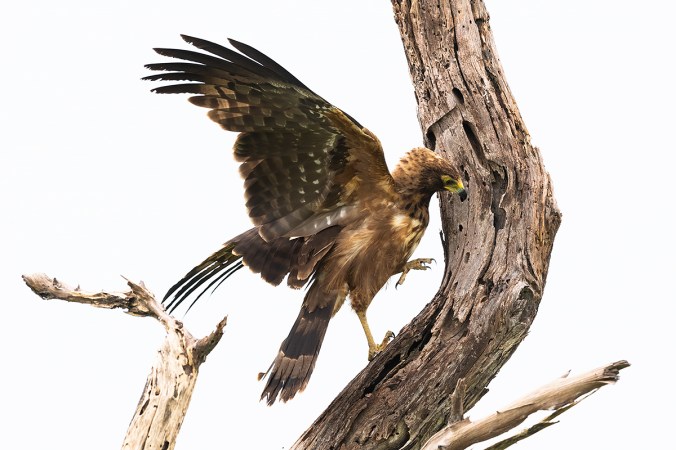 African Harrier-Hawk by Leander Khil - Organikos