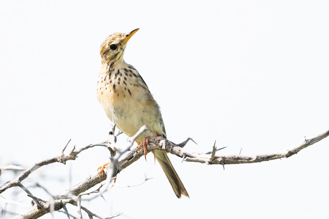African Pipit by Leander Khil - Organikos