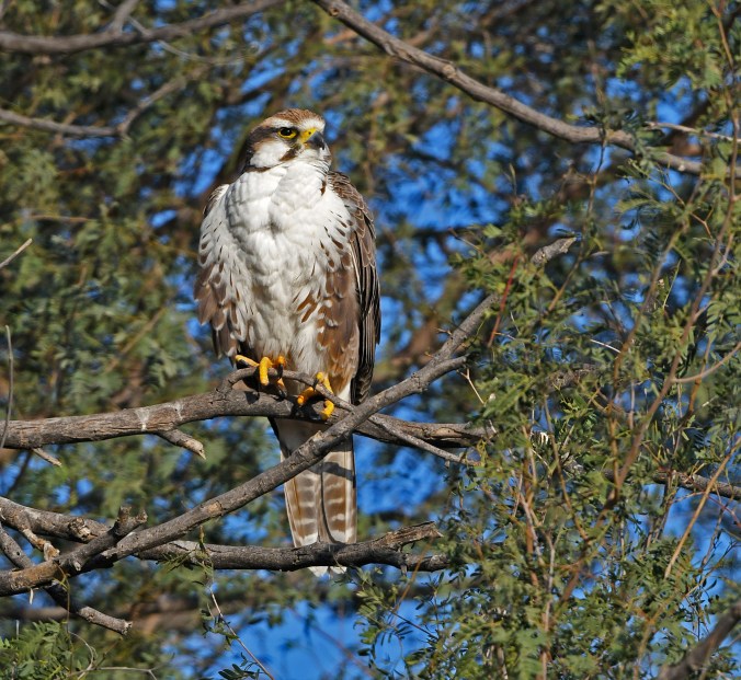 Laggar Falcon by Puneet Dhar - Organikos