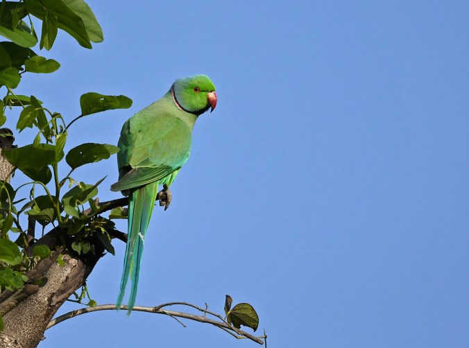 Parakeet by Puneet Dhar - Organikos