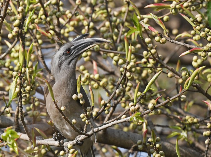Indian Grey Hornbill by Puneet Dhar - Organikos