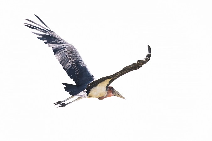 Maribou Stork by Leander Khil - Organikos