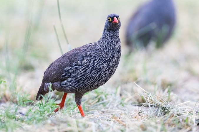 Red-billed Spurfowl by Leander Khil -Organikos